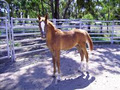 Willow Valley Arabians image 6