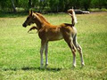 Willow Valley Arabians logo