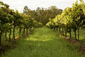 Wombat Crossing Vineyard image 2