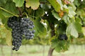 Wombat Crossing Vineyard image 3