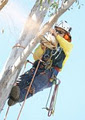 Woody Woodpekers Tree Services image 2