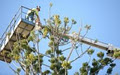 Woody Woodpekers Tree Services image 4