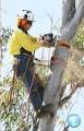 Woody Woodpekers Tree Services image 5