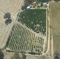 Capel Seedless Mandarins logo