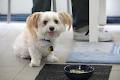 Chew Chew Pet Restaurant image 1
