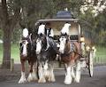 Clydesdales Horse Drawn Restaurant image 6