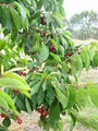 Fleurieu Cherries image 4