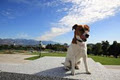 Jetpets image 1