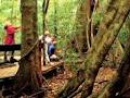 Mary Cairncross Scenic Reserve image 3