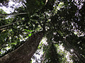 Mary Cairncross Scenic Reserve logo