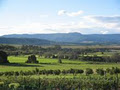 Mountain Ridge Wines image 2