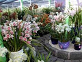 Pioneer Orchid Farm image 3