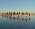 Red Sun Camels Booking Office image 5