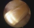 Shoulder and Knee Orthopaedics Perth image 3