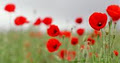 Tall Poppy Copywriting logo
