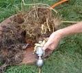 Blocked Drain Plumbing - Drainage Sydney logo