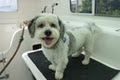 Clear Mobile Dog Grooming Brisbane image 3