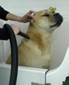 Clear Mobile Dog Grooming Brisbane image 4