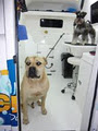 Clear Mobile Dog Grooming Brisbane image 5