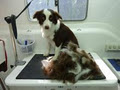 Clear Mobile Dog Grooming Brisbane image 6