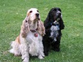 Coats 'n' Tails Dog Grooming image 4