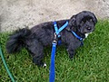 Coats 'n' Tails Dog Grooming image 1
