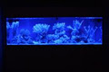 Dalbarb Aquariums image 6