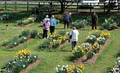 Hancock's Daffodils image 2