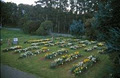 Hancock's Daffodils image 1
