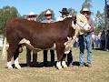 Herefords Australia image 5