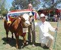 Herefords Australia image 6