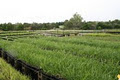 Impact Grasses QLD logo