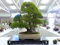 Ledanta Bonsai Nursery image 1