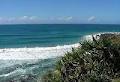 Pandanus Coolum Beach image 6