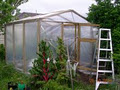 Patioapple Nursery image 2