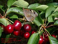 Red Hill Cherry Farm image 2