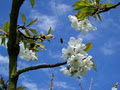 Red Hill Cherry Farm image 3