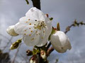 Red Hill Cherry Farm image 4