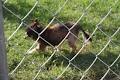 Rossmore Boarding Kennels image 3