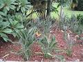 Sayers Strelitzia Nursery image 2