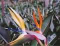 Sayers Strelitzia Nursery image 6