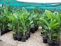 Sayers Strelitzia Nursery image 1