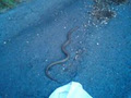 Snake Catcher - Ranger Robs Snake Removal Bacchus Marsh image 3