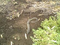 Snake Catcher - Ranger Robs Snake Removal Bacchus Marsh logo