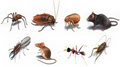 absolute pest control logo