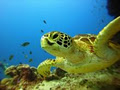 Blue Dive at Pandanus Caravan Park image 3