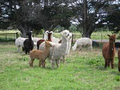 Boobook Ridge Alpacas image 2