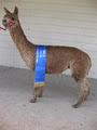 Boobook Ridge Alpacas image 4