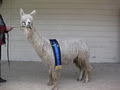Boobook Ridge Alpacas logo
