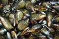 Coastal Seafoods image 6